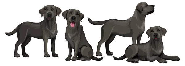 Labrador negro recuperador. Labradores de pie y sentados aislados en blanco. El perro está mintiendo. Perros jóvenes y amigables . — Vector de stock