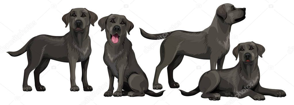 Black labrador retriever. Standing and sitting labradors isolated on white. The dog is lying. Young and friendly dogs. vector Black labrador retriever. Standing and sitting labradors isolated on white. The dog is lying. Young and friendly dogs. vector