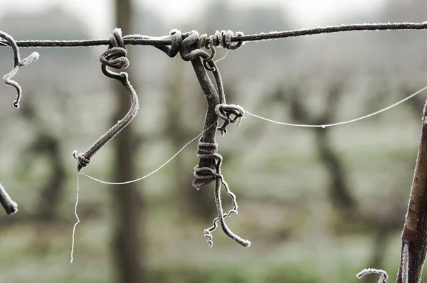 Frozen vineyards in South of France