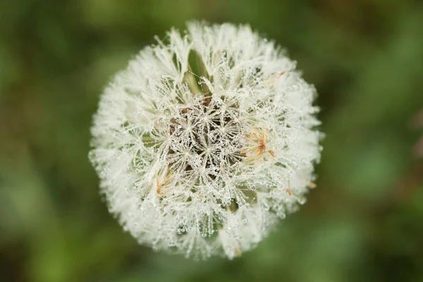 by a frozen morning, a frozen flower