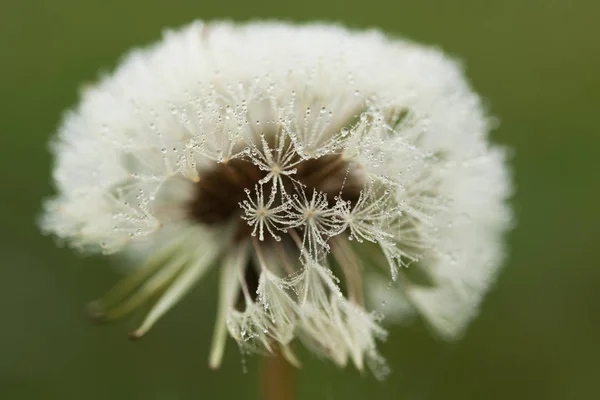 frozen flowers in a frozen morning