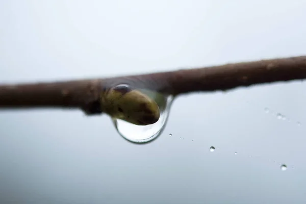 Tropfen Wasser Auf Einen Burgeon — Stockfoto
