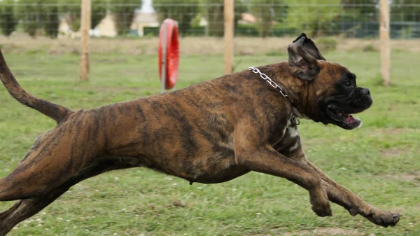Fransa Köpek Çeviklik Eğitim Bir Boksör Atlıyor — Stok fotoğraf