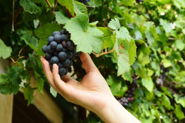 üzüm elinde mavi