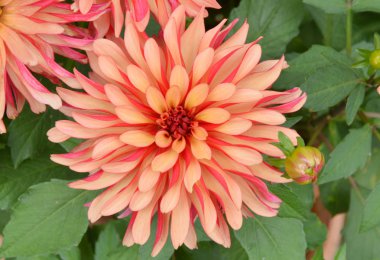 renkli Dahlia yakın çekim