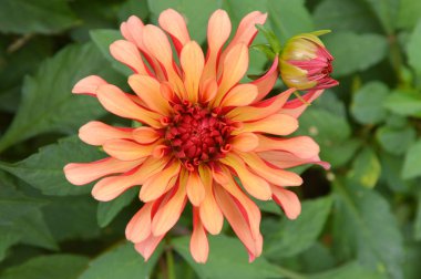 renkli Dahlia yakın çekim