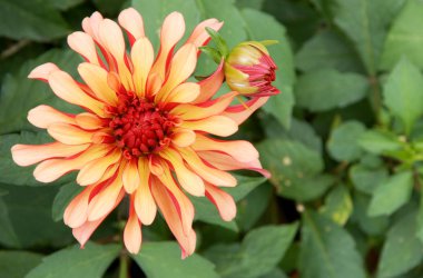 renkli Dahlia yakın çekim