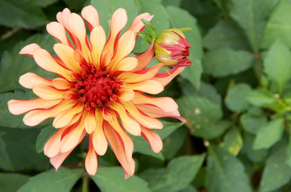 renkli Dahlia yakın çekim