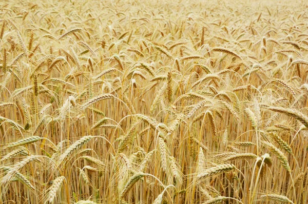 Close Beautiful Wheat Field Royalty Free Stock Photos