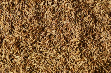 kimyon tohum veya kemmel (Alman adı) mide ve bağırsak çıkarmak için yardımcı olur.