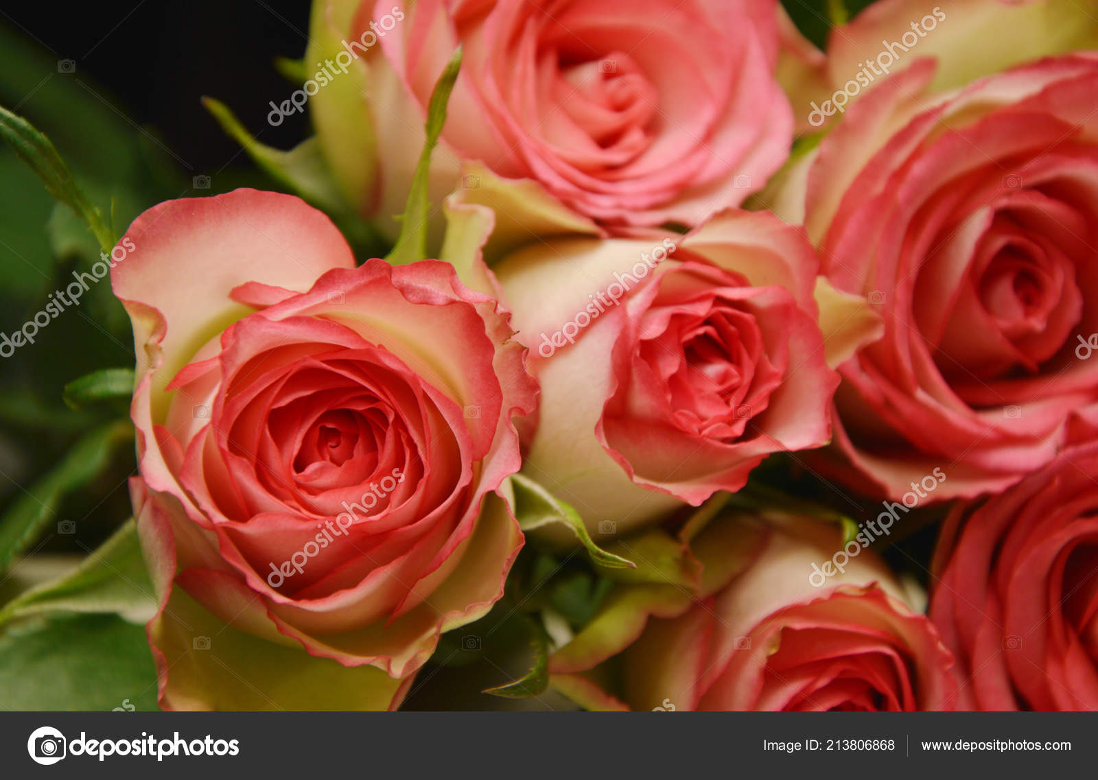 Roses Roses Blanches Sur Les Table Pink Bois Une Fleur