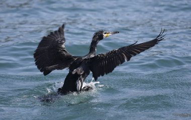Karabatak, Özgürlük, Avcı