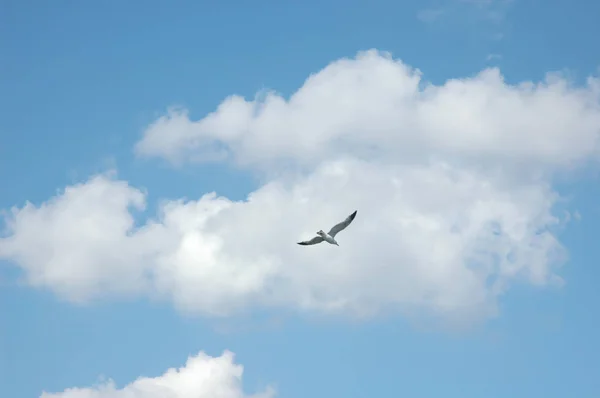 bulutlar, bayrak, martı, kuşlar, gökyüzü, İstanbul, Türkiye