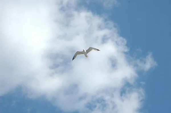 bulutlar, bayrak, martı, kuşlar, gökyüzü, İstanbul, Türkiye