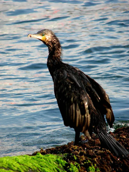 Cormorant, karabatak, Doğa, kuş
