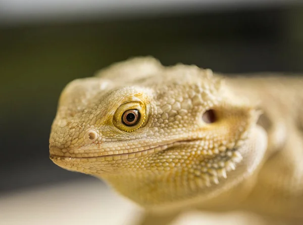 Küçük Kahverengi Agama Detay — Stok fotoğraf