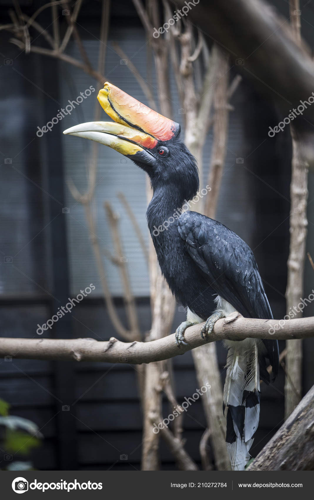 Oiseau Noir Bec Orange Photographie Diviskastefflova