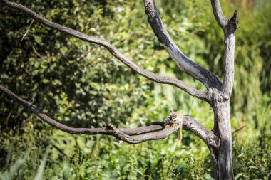 Küçük maymun dalda oturan.