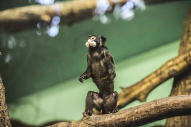 Emperor Tamarin yiyecek bir şeyler arıyorum. 