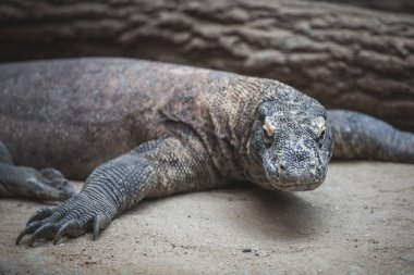 Kıllı reindeers kahverengi köşeleri.