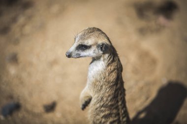 Siyah gözlü kahverengi suricatta. 