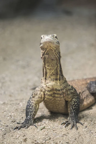 Kahverengi Iguana Sadece Soğuk — Stok fotoğraf