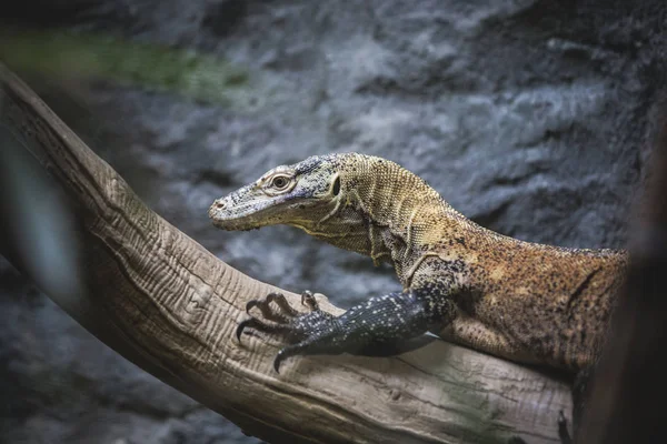 Kahverengi Iguana Sadece Soğuk — Stok fotoğraf