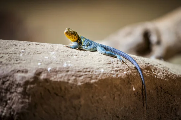 Chilling Colorfull Pequena Iguana — Fotografia de Stock