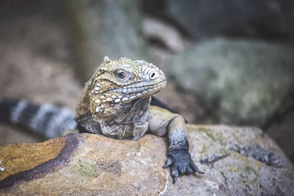 Kahverengi Iguana Sadece Soğuk — Stok fotoğraf