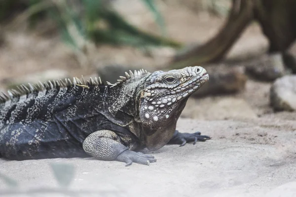 Kahverengi Iguana Sadece Soğuk — Stok fotoğraf