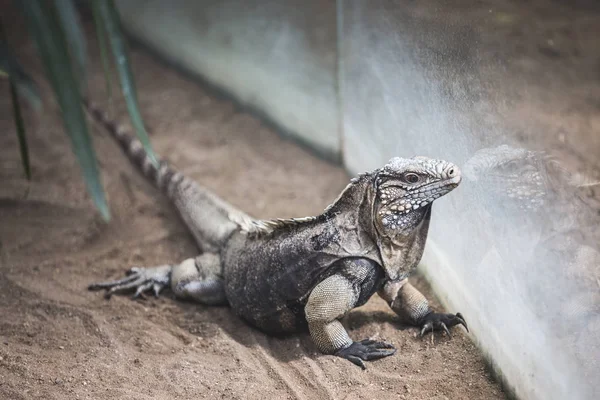 Kahverengi Iguana Cam Aynaya Bakıyor — Stok fotoğraf