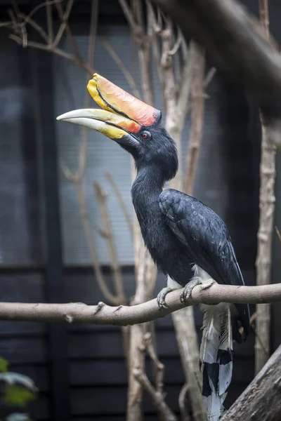 Black bird with orange beak.