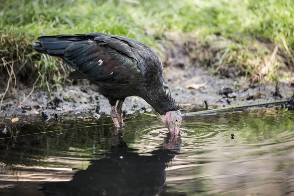 Safari Vogel Jaagt Vis Drink Water — Stockfoto