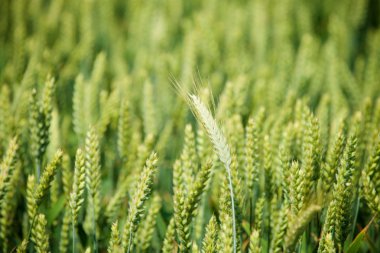 Yeşil buğday tarlası