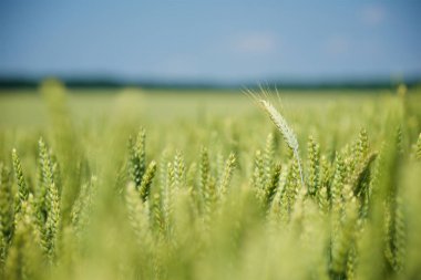 Yeşil buğday tarlası