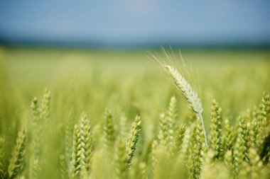 Yeşil buğday tarlası