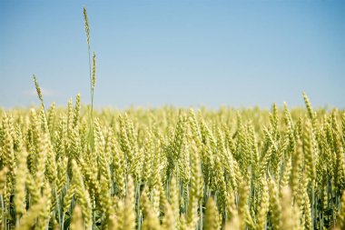 Yeşil buğday tarlası