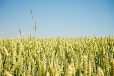 Kulağında yeşil buğday