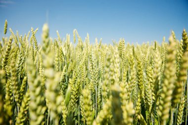 Kulağında yeşil buğday