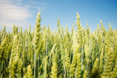 Kulağında yeşil buğday