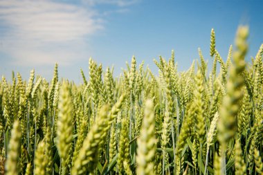 Kulağında yeşil buğday