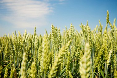 Kulağında yeşil buğday