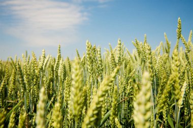 Kulağında yeşil buğday