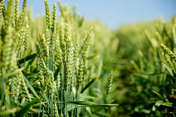 Zelené Pole Pšenice — Stock fotografie