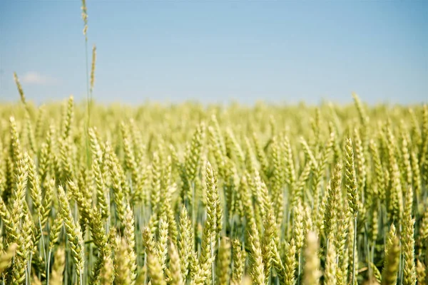 Kulağında yeşil buğday