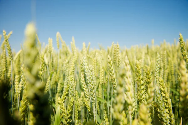 Zelená Pšenice Uchu — Stock fotografie