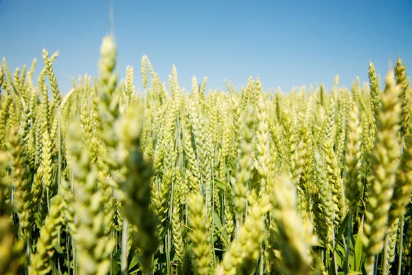 Zelená Pšenice Uchu — Stock fotografie