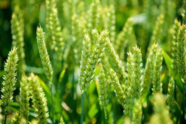 Groen Tarweveld Rechtenvrije Stockfoto's