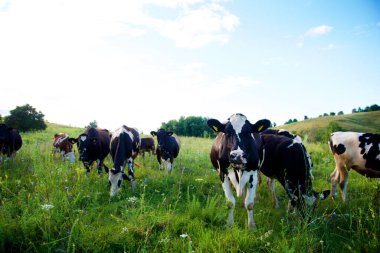 İnekler güzel yeşil bir çayırda 