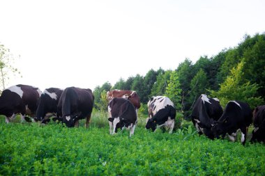 İnekler güzel yeşil bir çayırda 